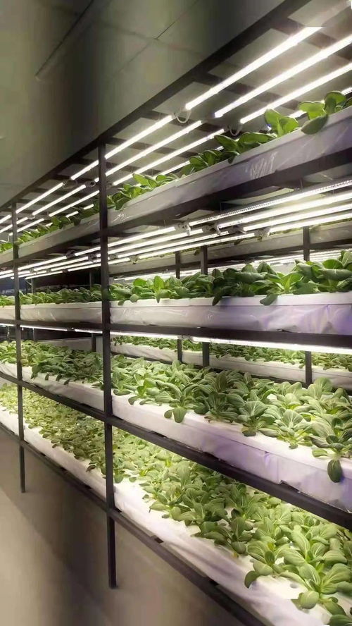 戰疫不誤農時，奏響農業強、農民富、農村美三部曲 聚焦410大棚材料與配套設施的創新設計